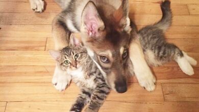 La tierna amistad entre el perro Raven y el gato Woodhouse que te conmoverá