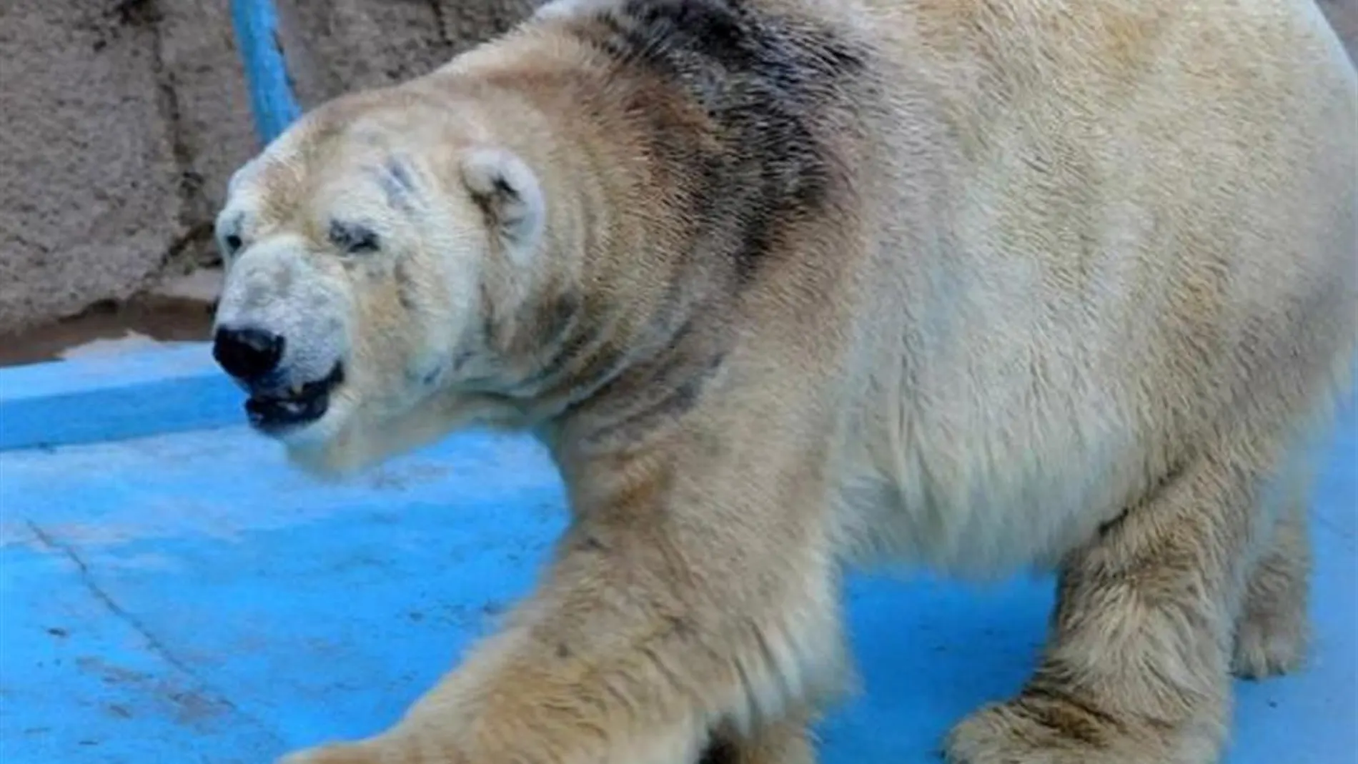 El oso polar Arturo El oso polar Arturo
