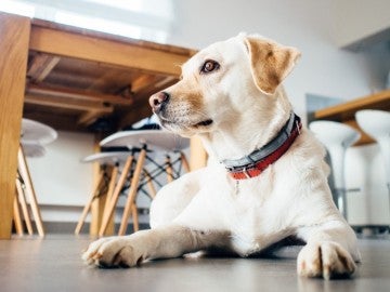 El potente olfato de los perros es sensible al isopreno, un compuesto presente en el aliento