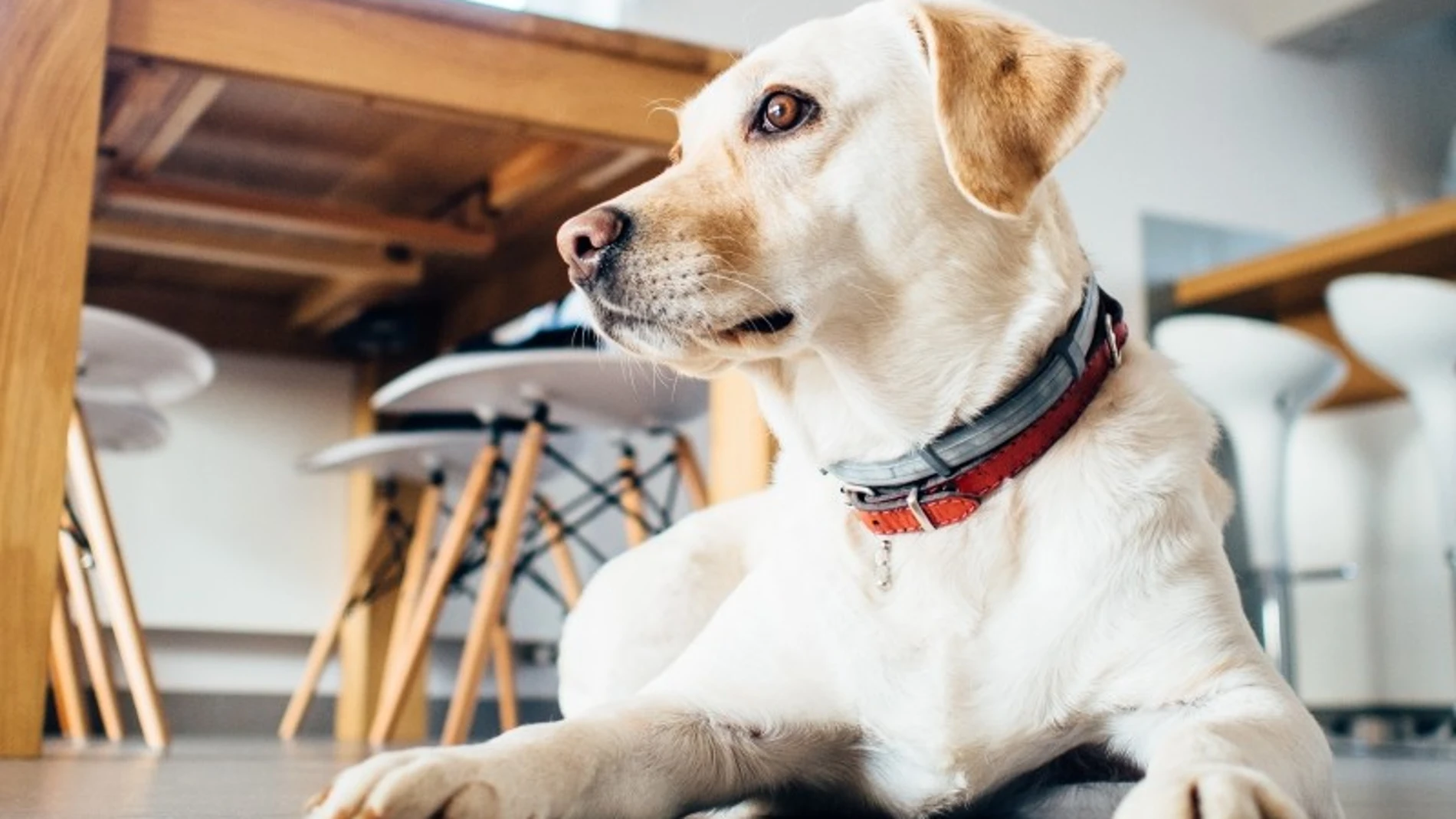 El potente olfato de los perros es sensible al isopreno, un compuesto presente en el aliento El potente olfato de los perros es sensible al isopreno, un compuesto presente en el aliento