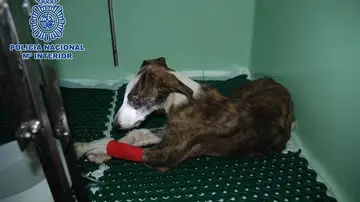 Uno de los animales maltratados Uno de los animales maltratados