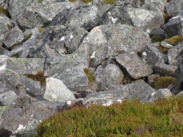 Un urogallo se esconde entre las rocas