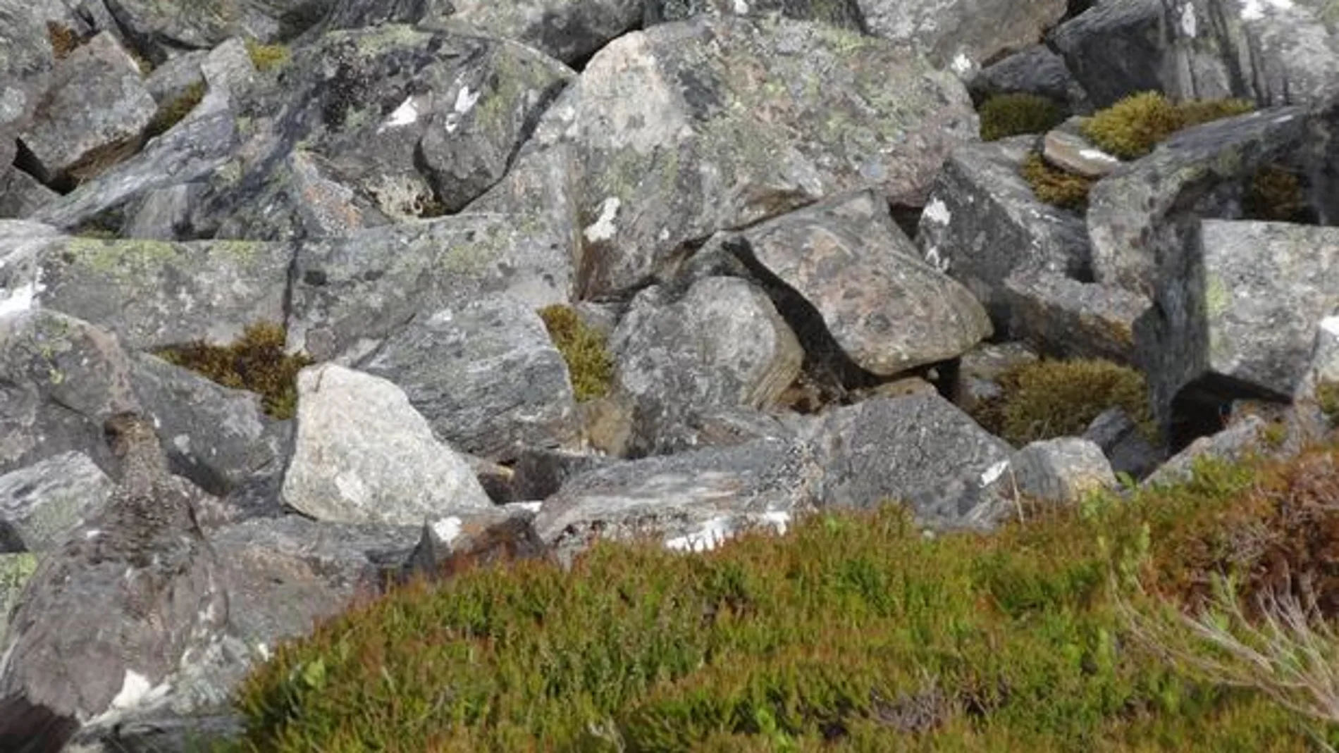 Un urogallo se esconde entre las rocas