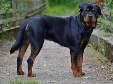 Imagen de archivo de un perro rottweiler Imagen de archivo de un perro rottweiler