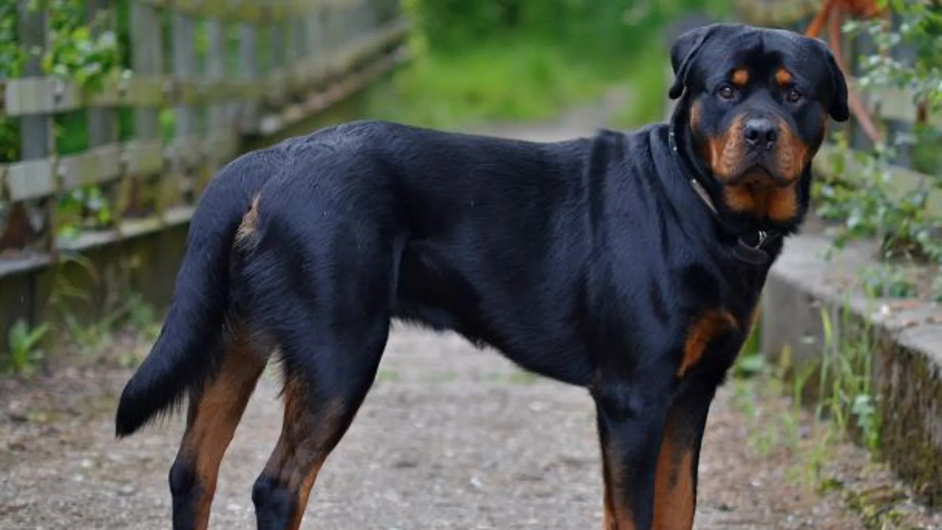 Imagen de archivo de un perro rottweiler Imagen de archivo de un perro rottweiler