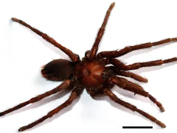 La tarántula hallada La tarántula hallada