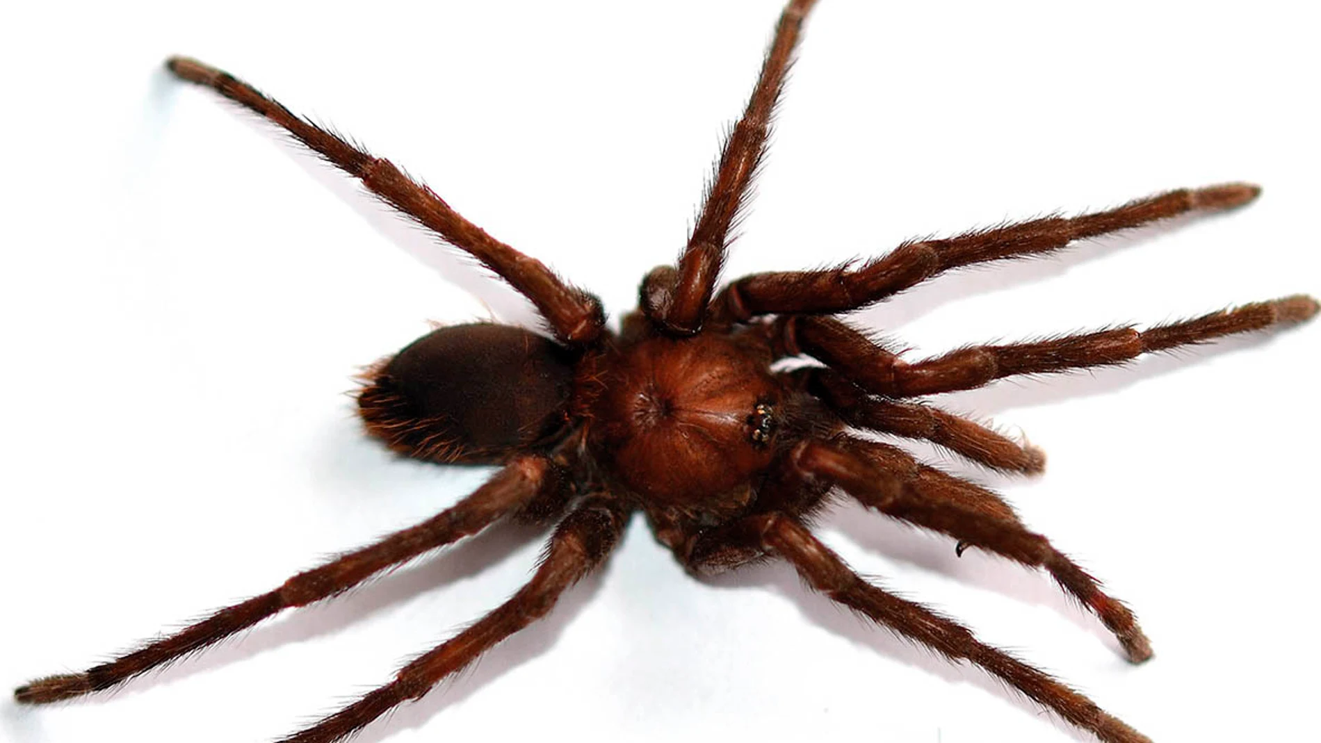 La tarántula hallada La tarántula hallada