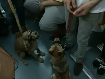 Frame 38.924108 de: Los perros podrán acceder al Metro de Madrid desde este miércoles Frame 38.924108 de: Los perros podrán acceder al Metro de Madrid desde este miércoles