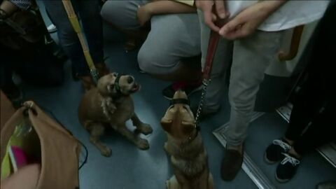 Frame 38.924108 de: Los perros podr&aacute;n acceder al Metro de Madrid desde este mi&eacute;rcoles