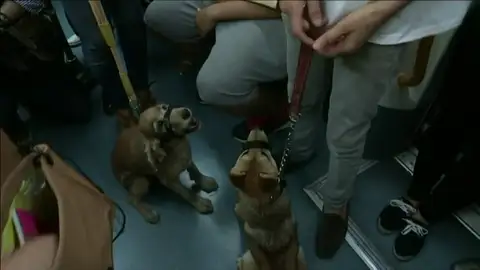 Frame 38.924108 de: Los perros podrán acceder al Metro de Madrid desde este miércoles Frame 38.924108 de: Los perros podrán acceder al Metro de Madrid desde este miércoles