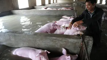 El trabajador acaricia a los cerdos El trabajador acaricia a los cerdos