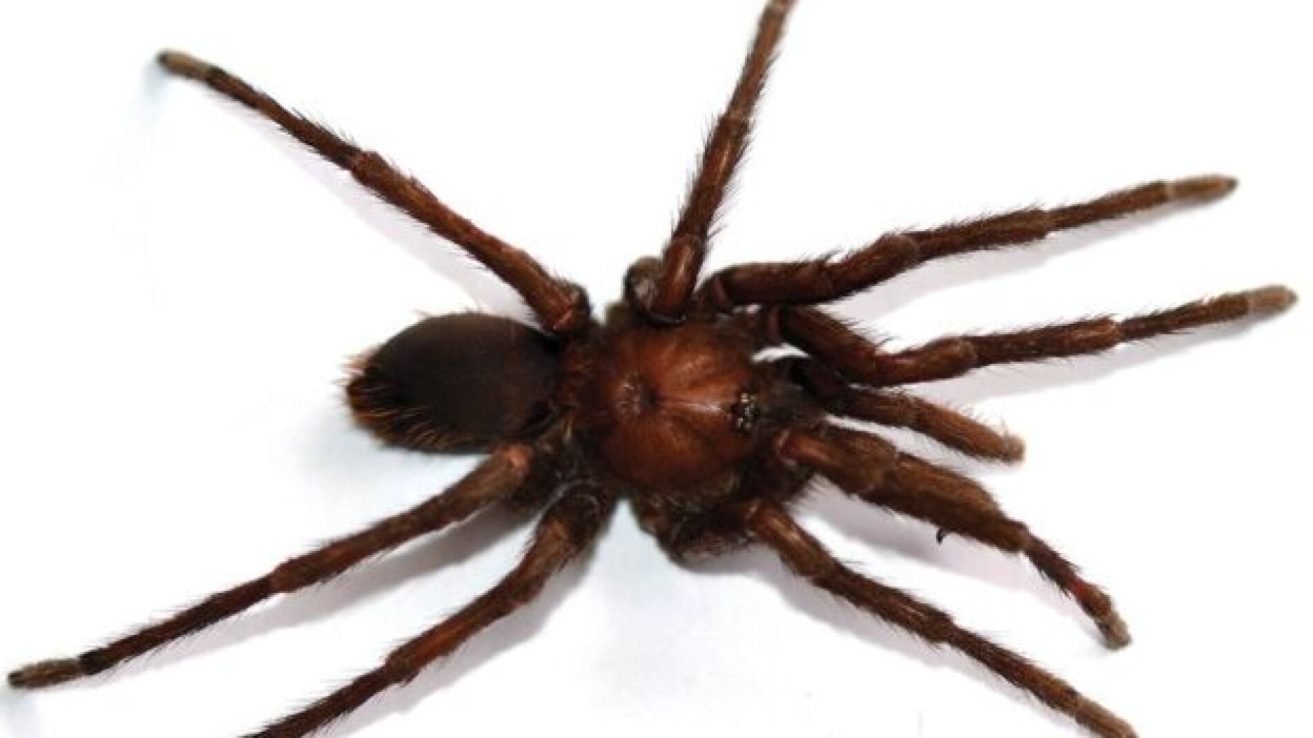 Tar&aacute;ntula apellidada Garc&iacute;a M&aacute;rquez