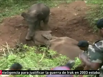 Frame 4.856073 de: elefante Frame 4.856073 de: elefante