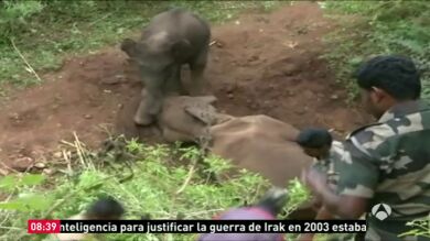 Una cría de elefante se niega a abandonar a su madre muerta en la India