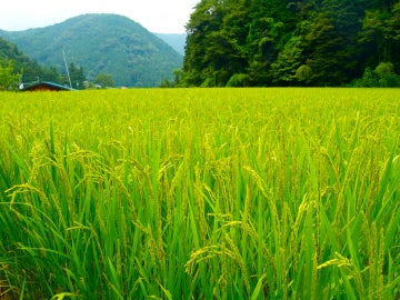 Campo de arroz en Japón. / Rumpleteaser. Campo de arroz en Japón. / Rumpleteaser.