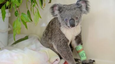 Hallan en Australia al 'David Bowie de los koalas', un marsupial con un ojo de cada color