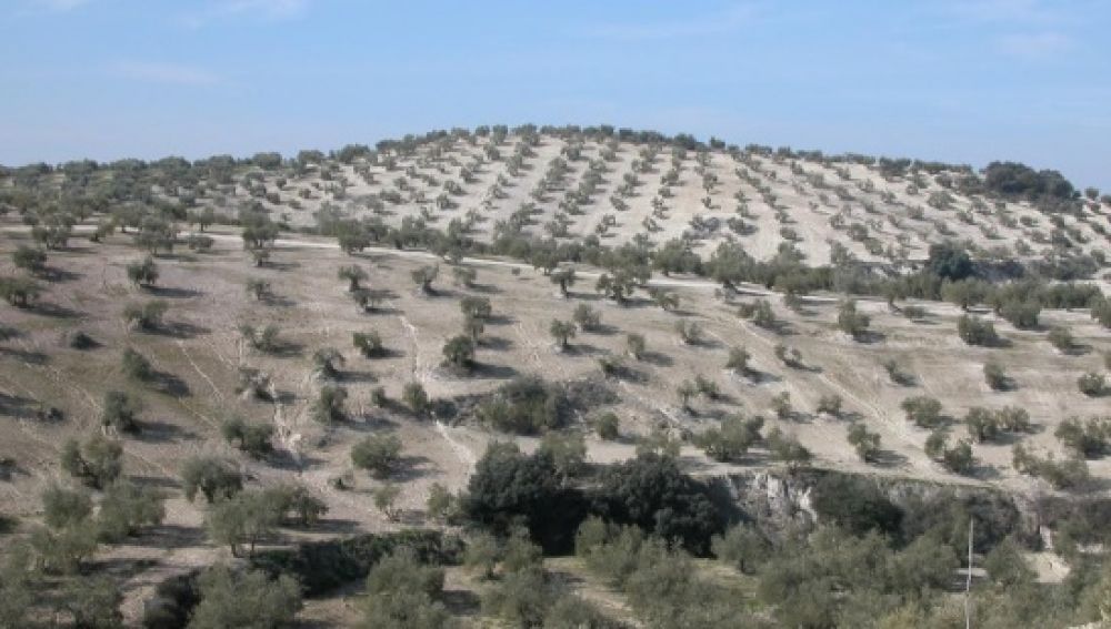 Olivares