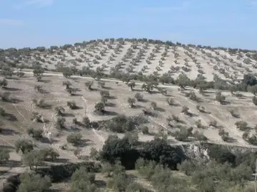 Olivares Olivares