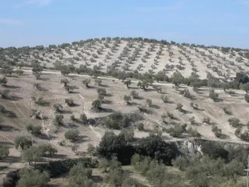 Olivares Olivares