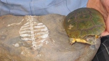 Fósil de una tortuga