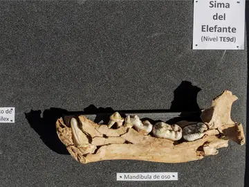 Alguno de los fósiles encontrados en Atapuerca Alguno de los fósiles encontrados en Atapuerca