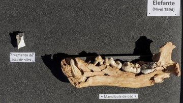 Alguno de los fósiles encontrados en Atapuerca