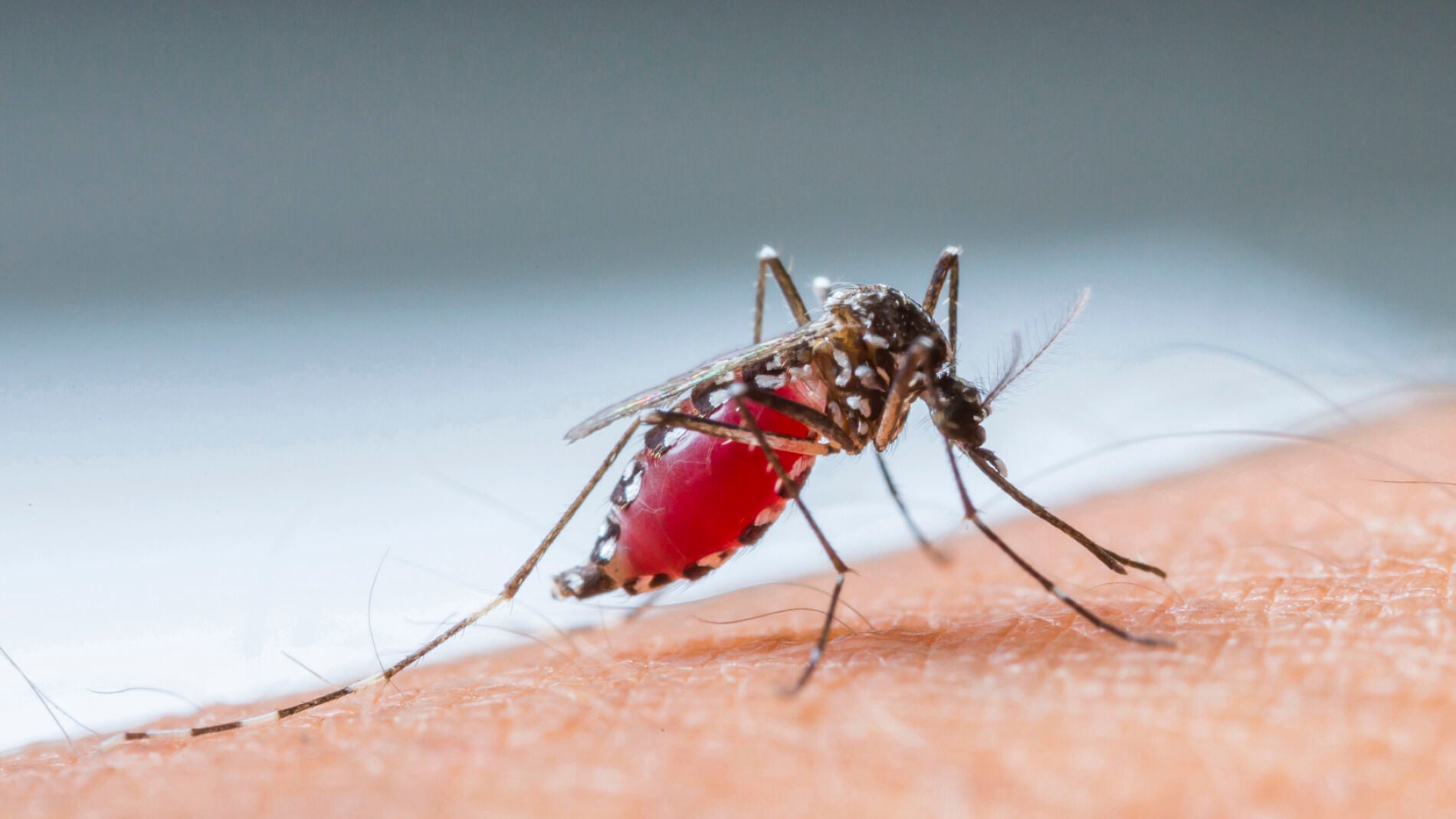 La solución definitiva contra las picaduras de mosquitos en verano
