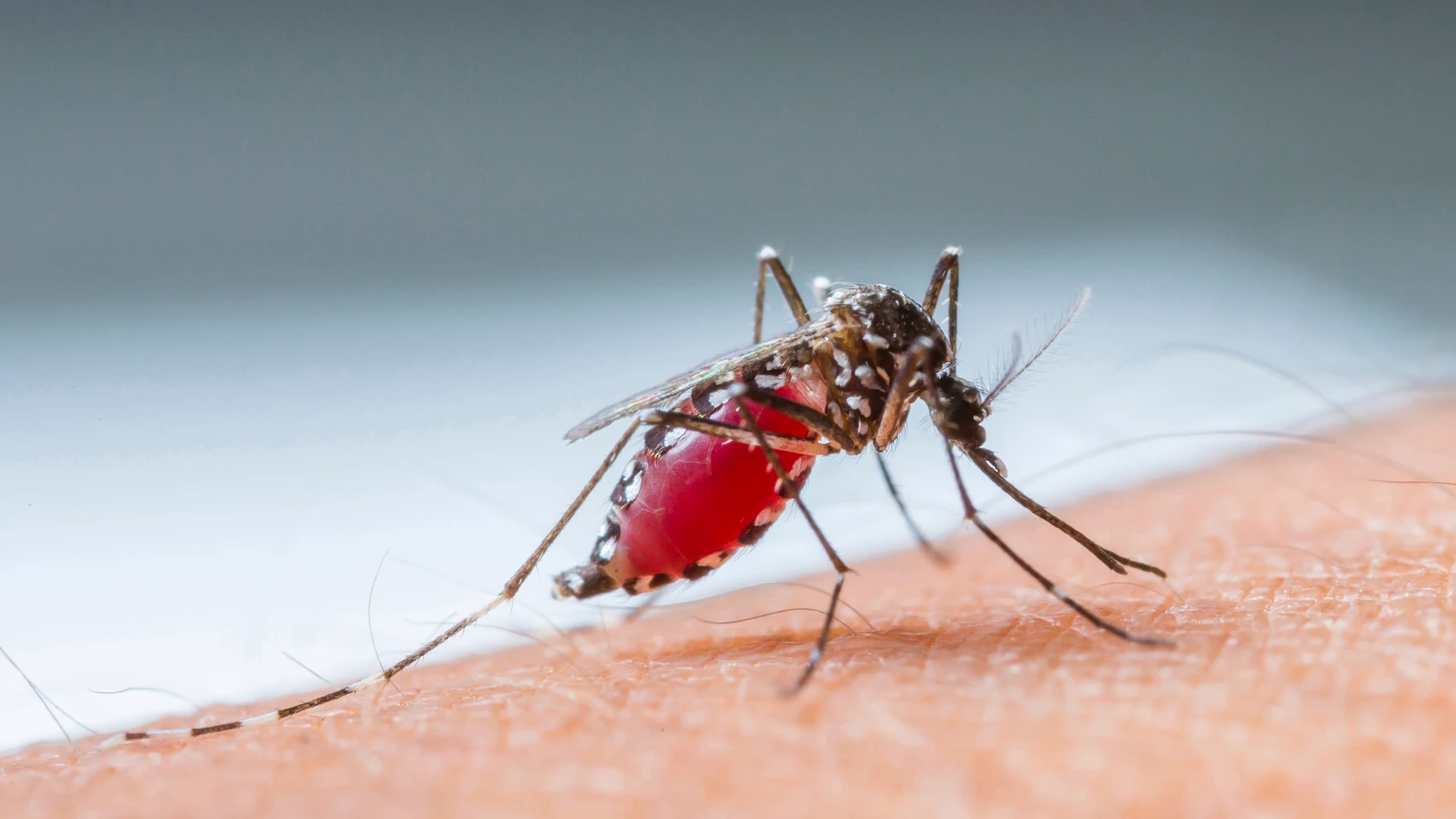 La solución definitiva contra las picaduras de mosquitos en verano La solución definitiva contra las picaduras de mosquitos en verano