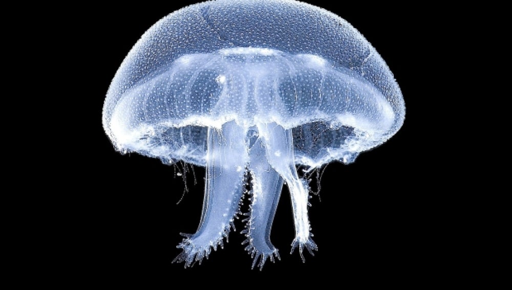 Medusas