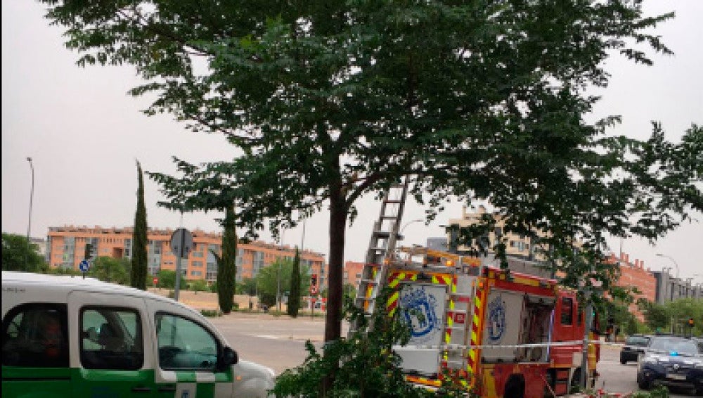 Árbol caído en el Ensanche de Vallecas.