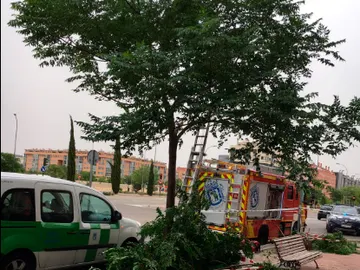 Árbol caído en el Ensanche de Vallecas. Árbol caído en el Ensanche de Vallecas.