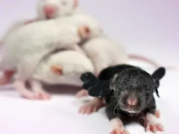 Ratones con ensayos Ratones con ensayos