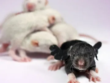 Ratones con ensayos Ratones con ensayos