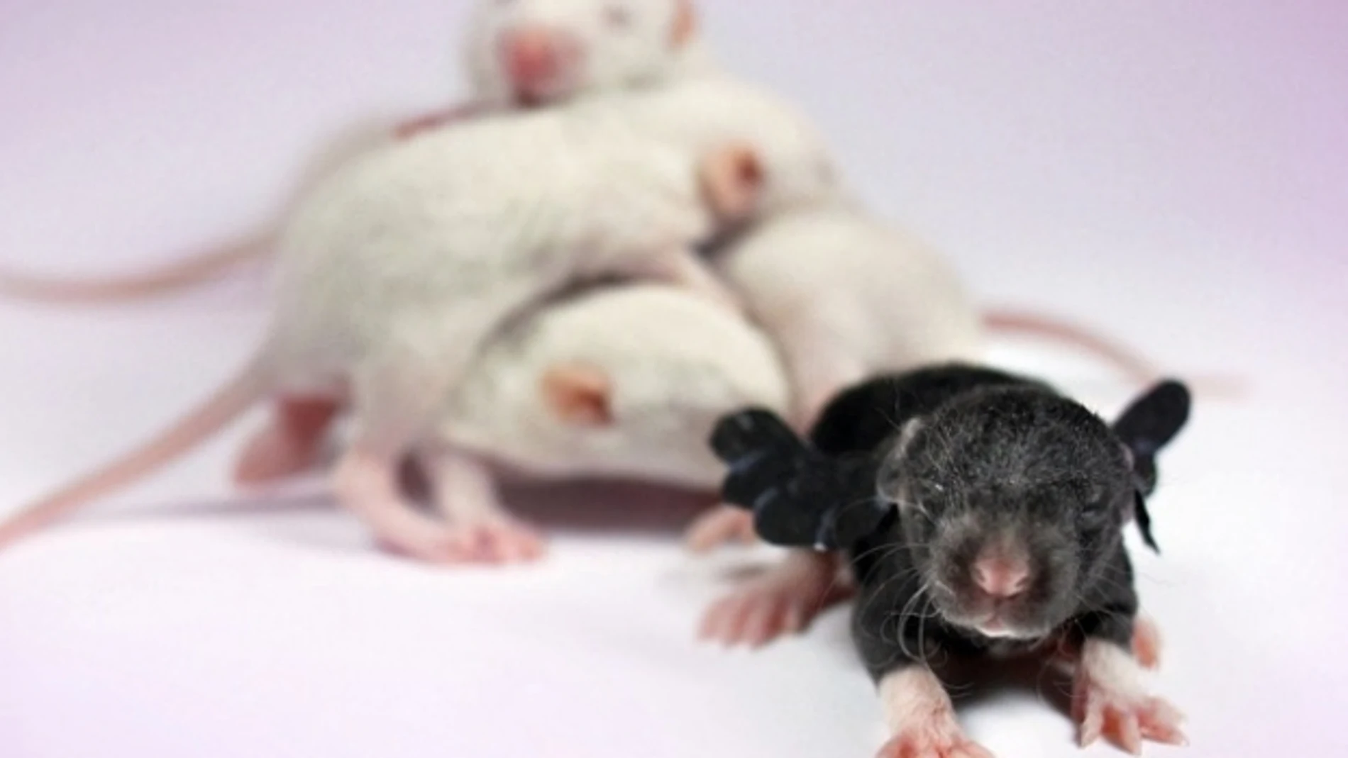 Ratones con ensayos Ratones con ensayos