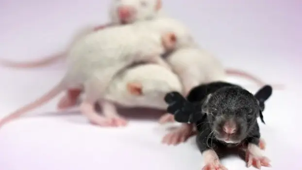 Ratones con ensayos