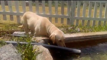 Max, el perro que salvó al menor