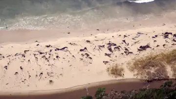 70 ballenas varadas al sur de Chile 70 ballenas varadas al sur de Chile