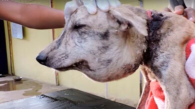Rescatan a una perra al borde de la muerte por los cortes que le causaba un 'collar' de plástico