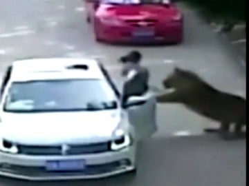 Varios tigres matan a una mujer y hieren a otra en un safari en Pekín 