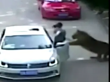 Varios tigres matan a una mujer y hieren a otra en un safari en Pekín Varios tigres matan a una mujer y hieren a otra en un safari en Pekín