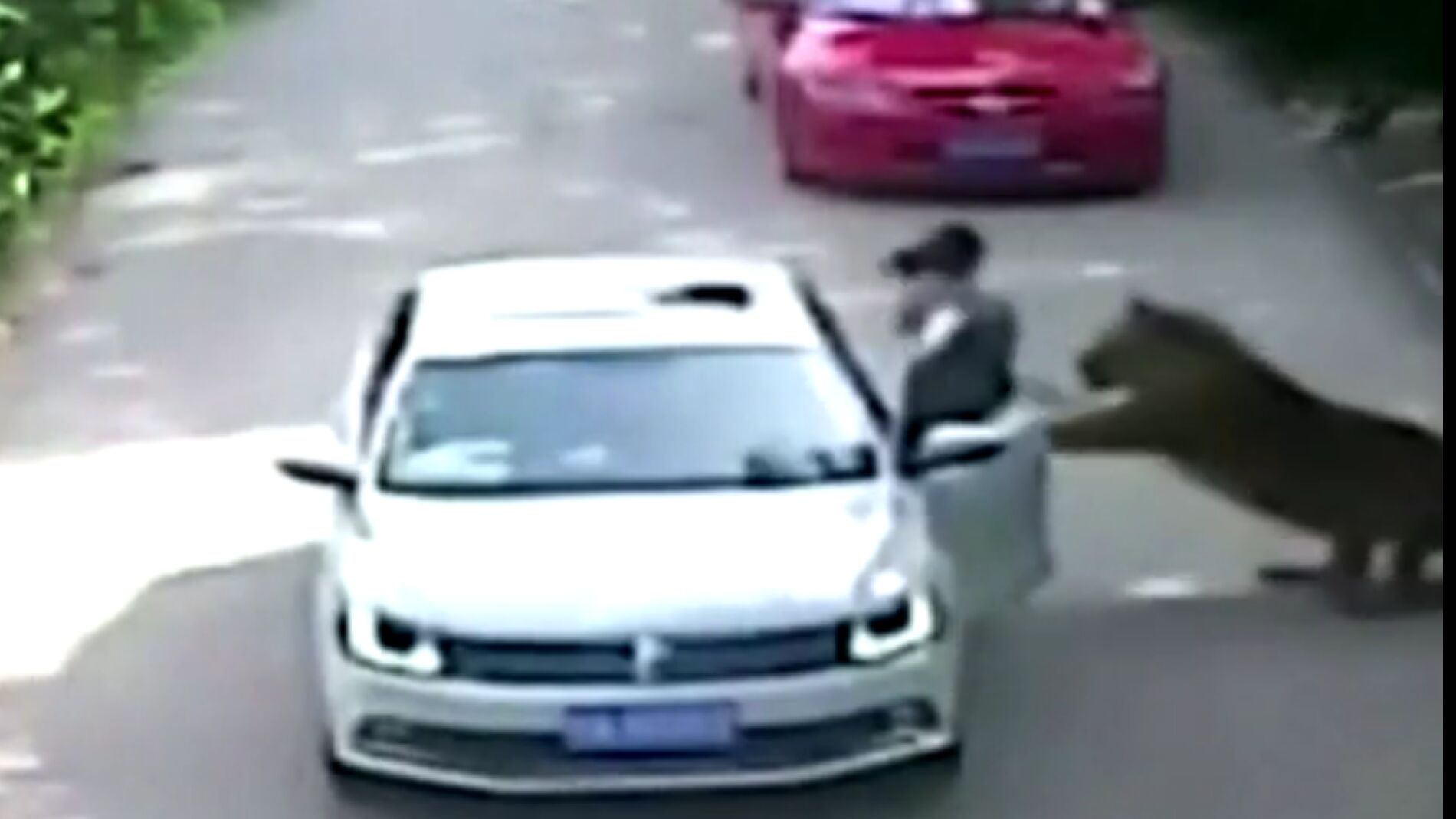 Varios tigres matan a una mujer y hieren a otra en un safari en Pek&iacute;n 