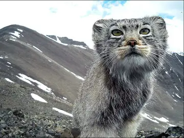 El gato capturado El gato capturado