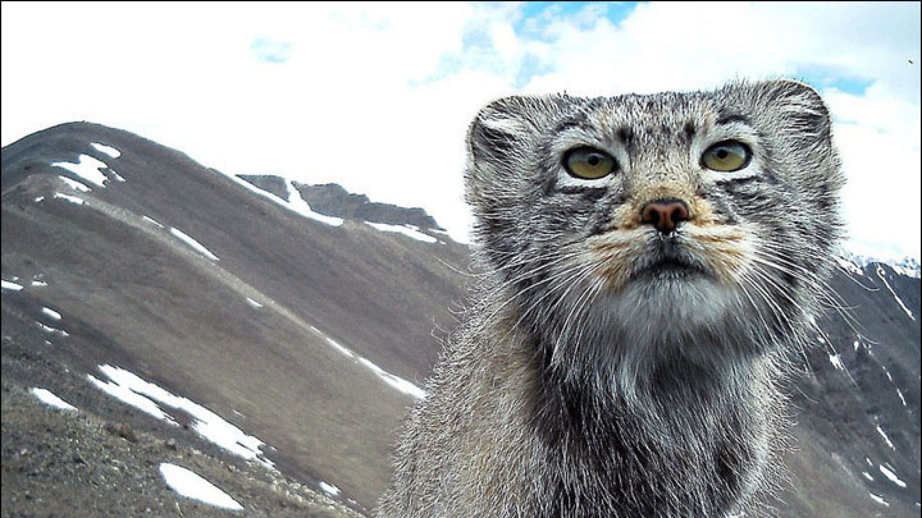 El gato capturado