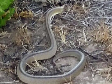 La serpiente capturada.
