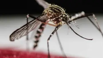 Mosquito Mosquito