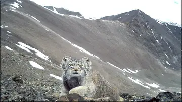 El gato capturado El gato capturado