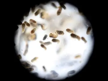 zika zika