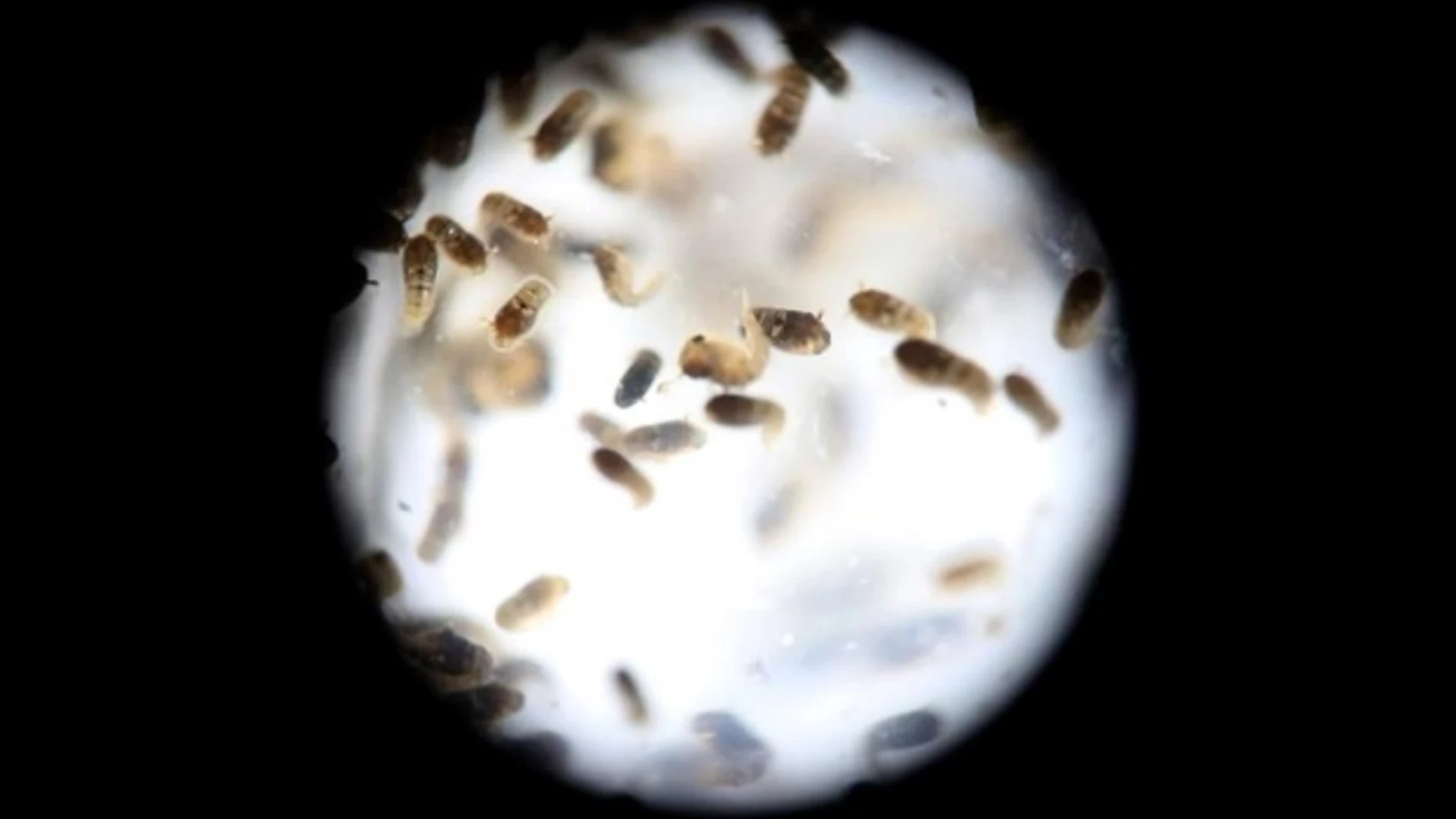 zika zika