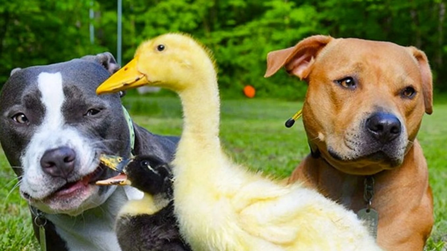 Animales Animales