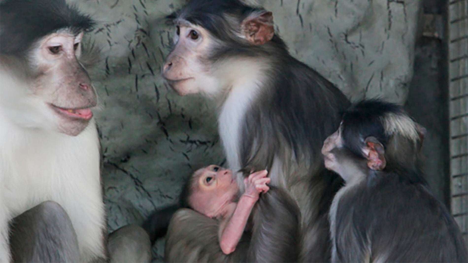 La nueva cr&iacute;a junto a su familia